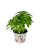 Albahaca Grande