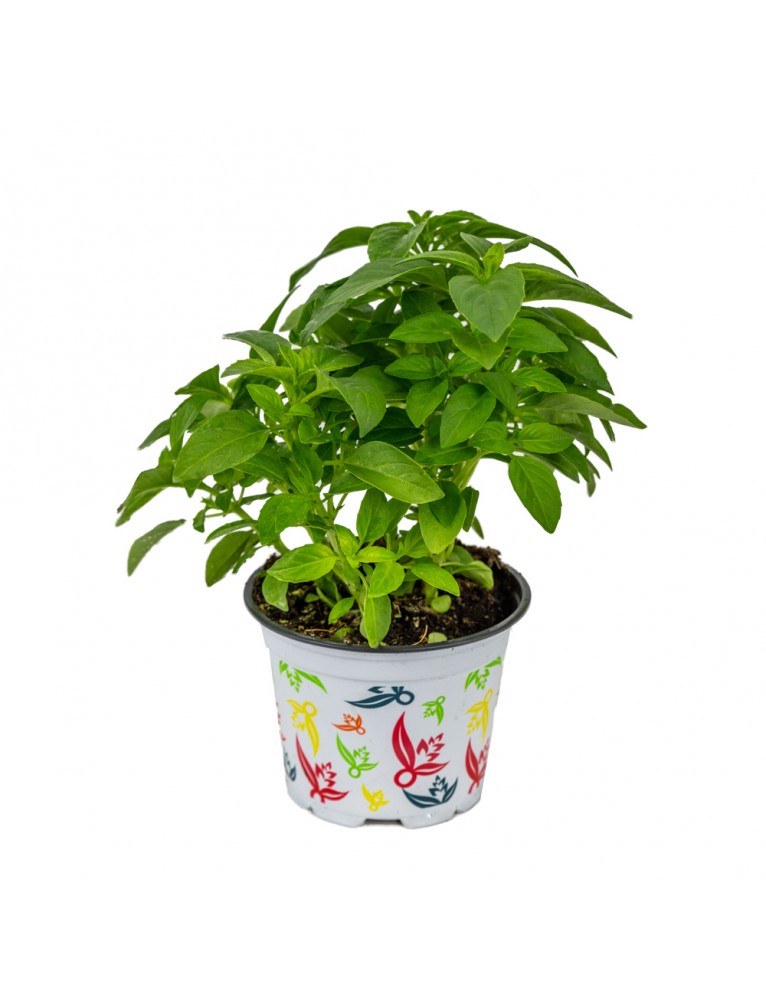 Albahaca Grande