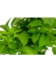 Albahaca Grande