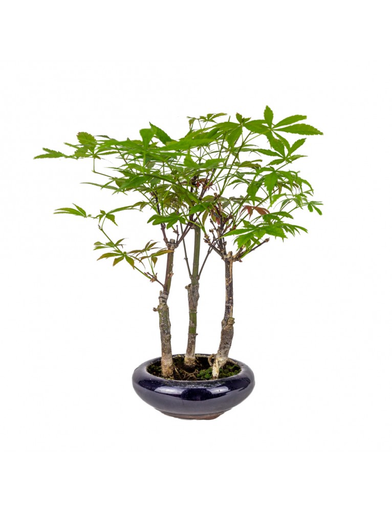 Bosque Acer Palmatum Atropurpureum Bonsai 8 años