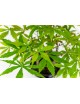 Bosque Acer Palmatum Atropurpureum Bonsai 8 años