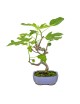 Ficus carica "Higuera" pequeña 8 años
