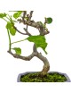 Ficus carica "Higuera" pequeña 8 años