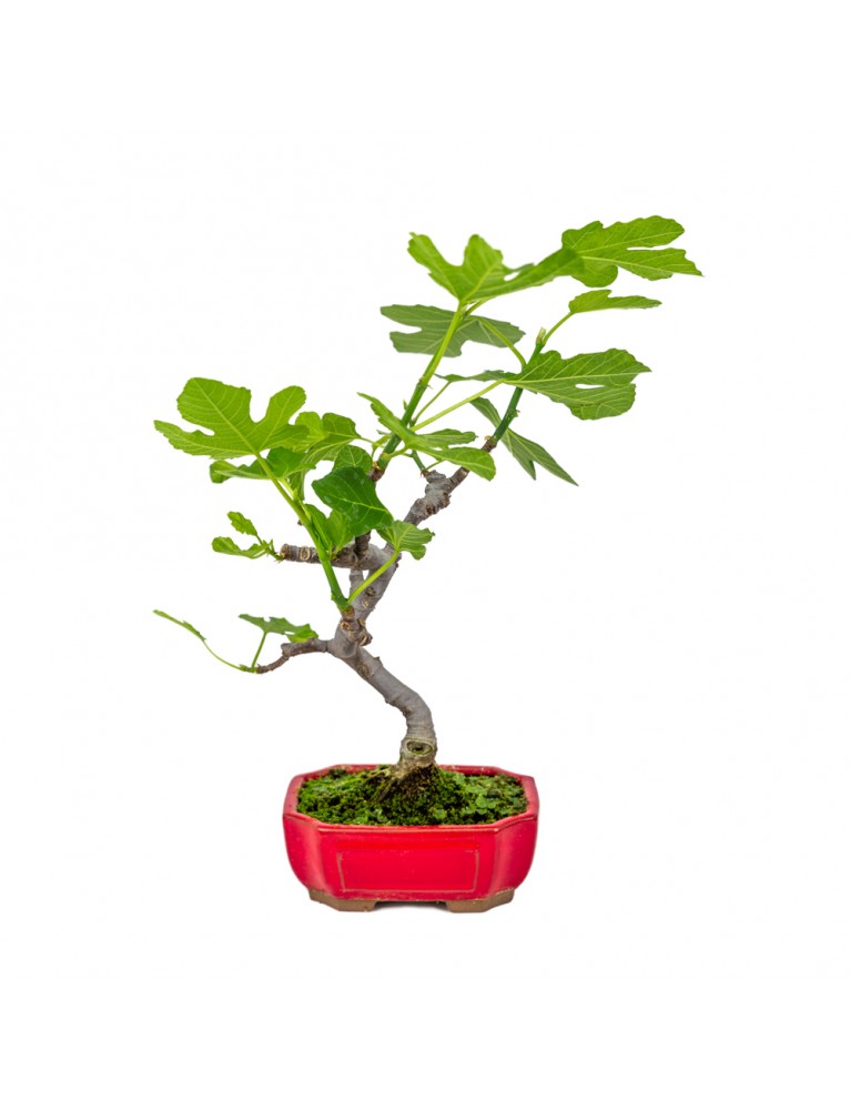 Ficus carica "Higuera" pequeña 8 años
