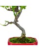 Ficus carica "Higuera" pequeña 8 años