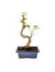 Ginkgo Biloba Bonsai 9 años