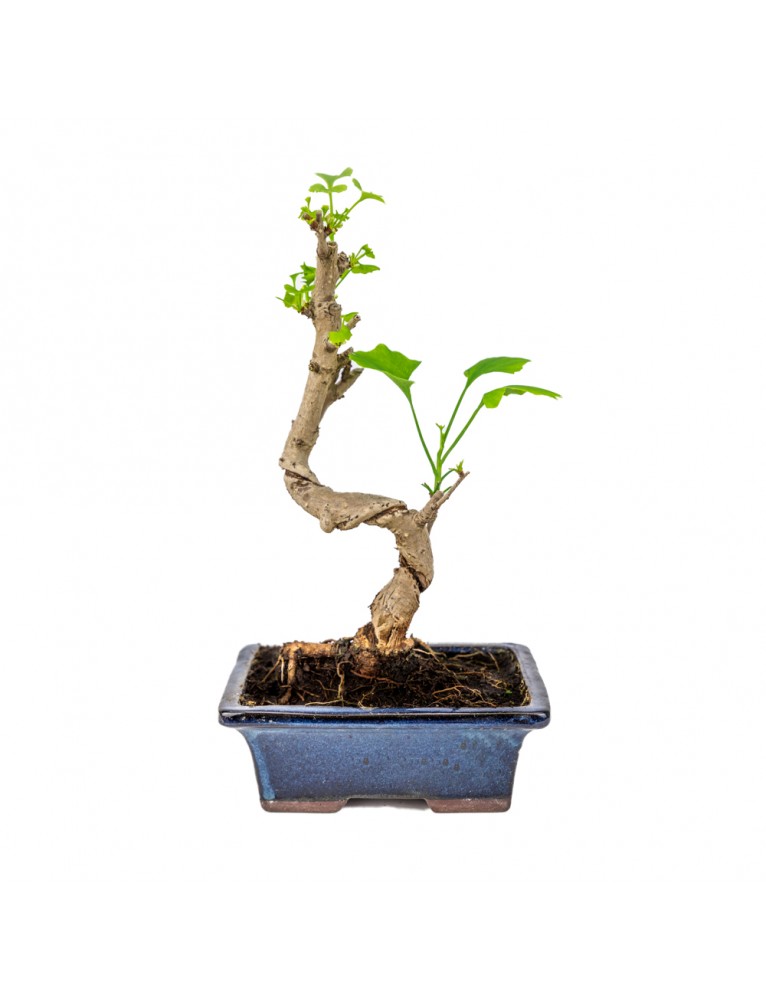 Ginkgo Biloba Bonsai 9 años