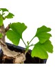 Ginkgo Biloba Bonsai 9 años