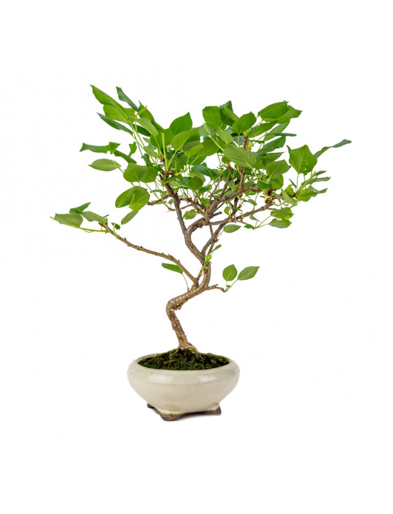 Prunus Mahaleb "Cerezo" Bonsai 8 años