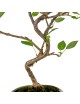 Prunus Mahaleb "Cerezo" Bonsai 8 años