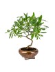 Prunus Dulcis "Almendro" Bonsai 8 años