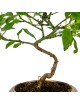Prunus Dulcis "Almendro" Bonsai 8 años