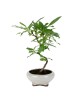 Prunus Dulcis "Almendro" Bonsai 8 años