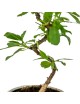 Prunus Dulcis "Almendro" Bonsai 8 años
