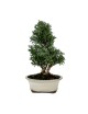 Taxus Baccata "Tejo" Bonsai 14 años