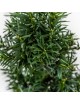 Taxus Baccata "Tejo" Bonsai 14 años