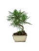 Pinus Thunbergii Bonsai 8 años