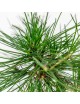 Pinus Thunbergii Bonsai 8 años
