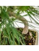 Pinus Thunbergii Bonsai 8 años