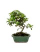 Cotoneaster sp. Bonsai 6 años