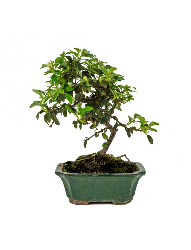 Cotoneaster sp. Bonsai 6 años