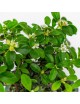 Cotoneaster sp. Bonsai 6 años