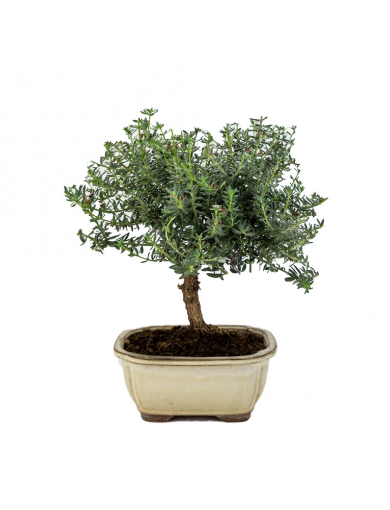 Westringea sp. Bonsai 7 años