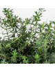 Westringea sp. Bonsai 7 años