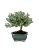 Westringea sp. Bonsai 7 años