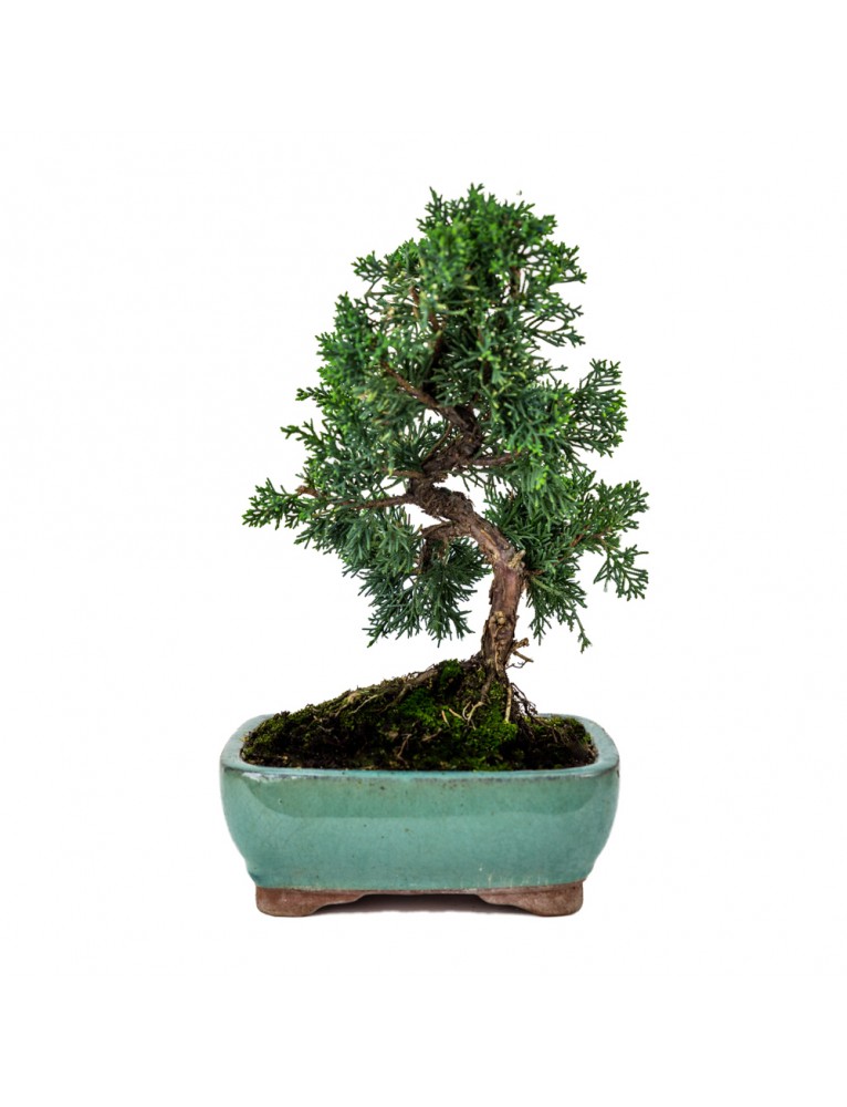 Juniperus Chinensis Bonsai 10 años
