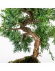 Juniperus Chinensis Bonsai 10 años