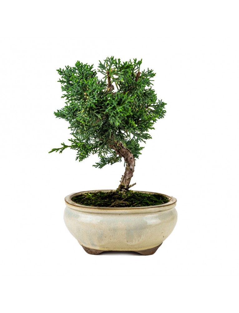 Juniperus Chinensis Bonsai 9 años