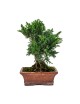 Juniperus Chinensis Bonsai 8 años