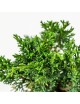Juniperus Chinensis Bonsai 8 años
