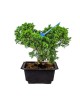 Juniperus Chinensis Japonés Bonsai 13 años