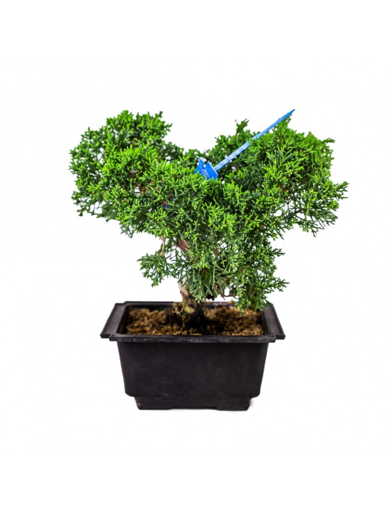 Juniperus Chinensis Japonés Bonsai 13 años
