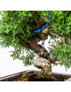 Juniperus Chinensis Japonés Bonsai 13 años