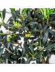 Olea Europaea Bonsai 10 años