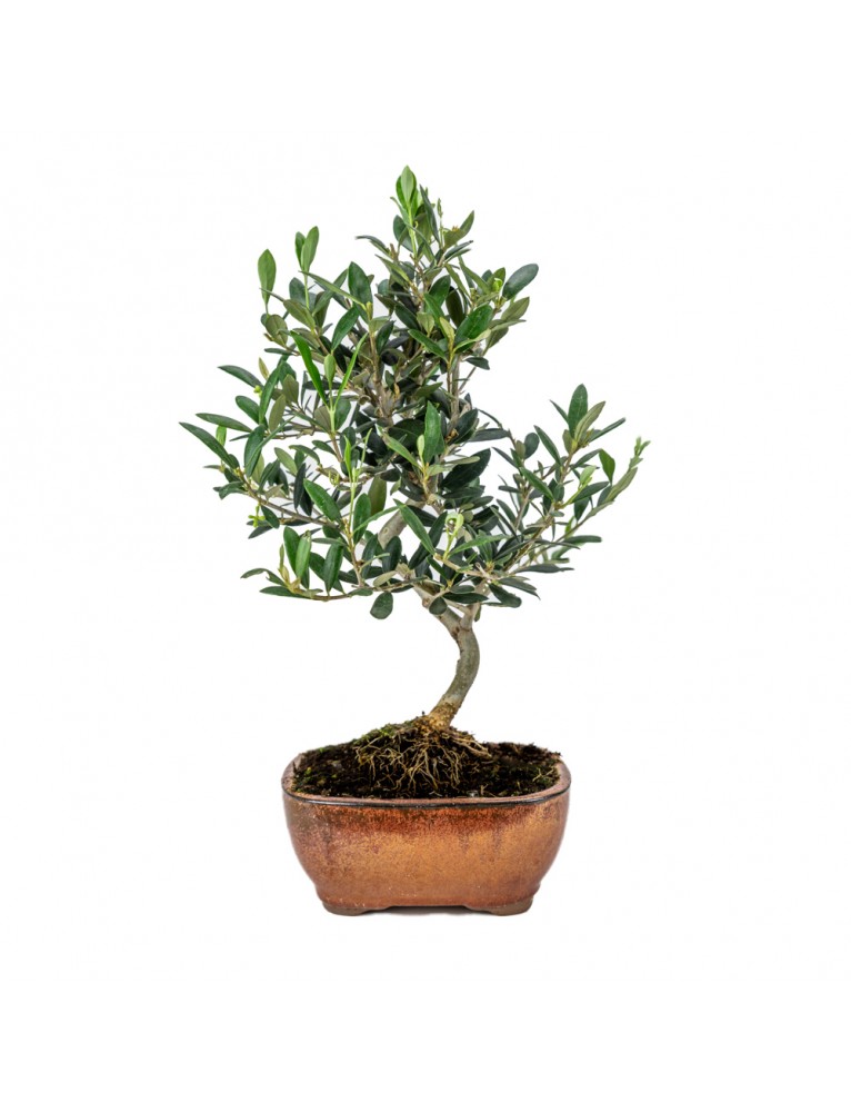 Olea Europaea Bonsai 7 años