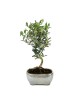 Olea Europaea Bonsai 7 años