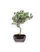 Olea Europaea Bonsai 7 años