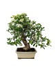 Pyracantha sp. Bonsai 14 años