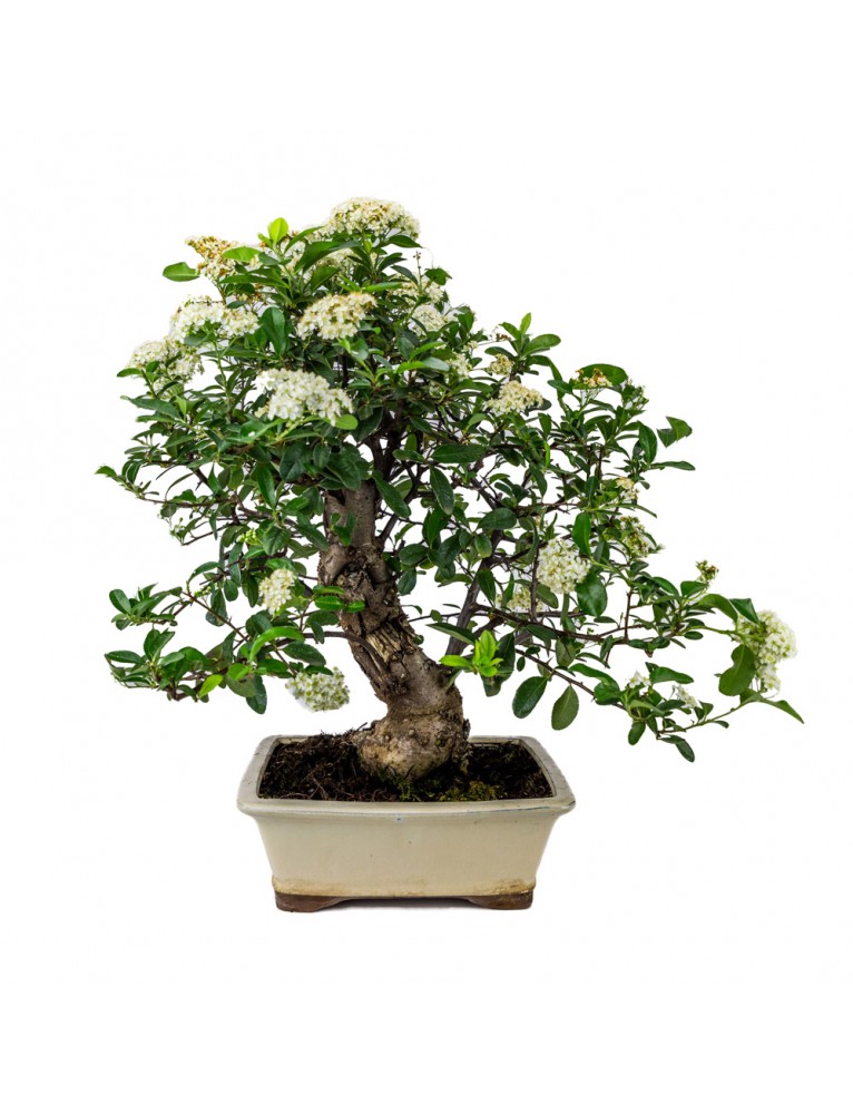 Pyracantha sp. Bonsai 14 años
