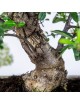 Pyracantha sp. Bonsai 14 años