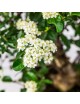 Pyracantha sp. Bonsai 14 años