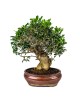 Olea Europaea Ejemplar Bonsai 30 años