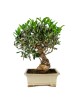 Olea Europaea Bonsai 16 años