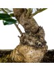 Olea Europaea Bonsai 16 años