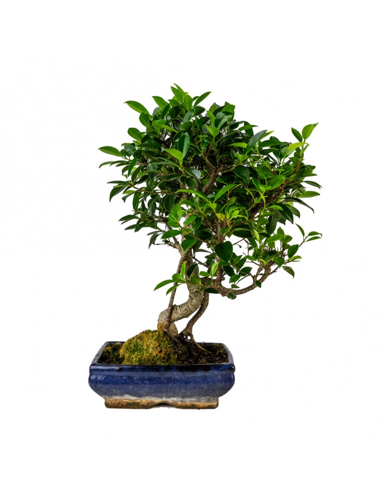 Ficus Retusa Bonsai 10 años