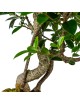 Ficus Retusa Bonsai 10 años